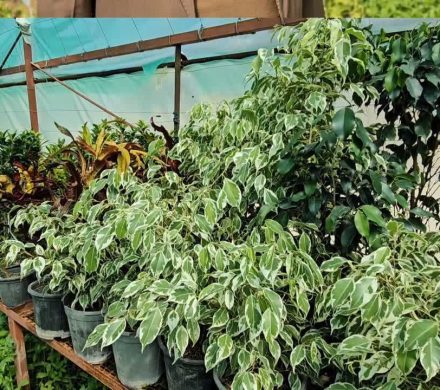 احداث گلخانه و مخزن گل و گیاه در شهرداری قره‌بلاغ